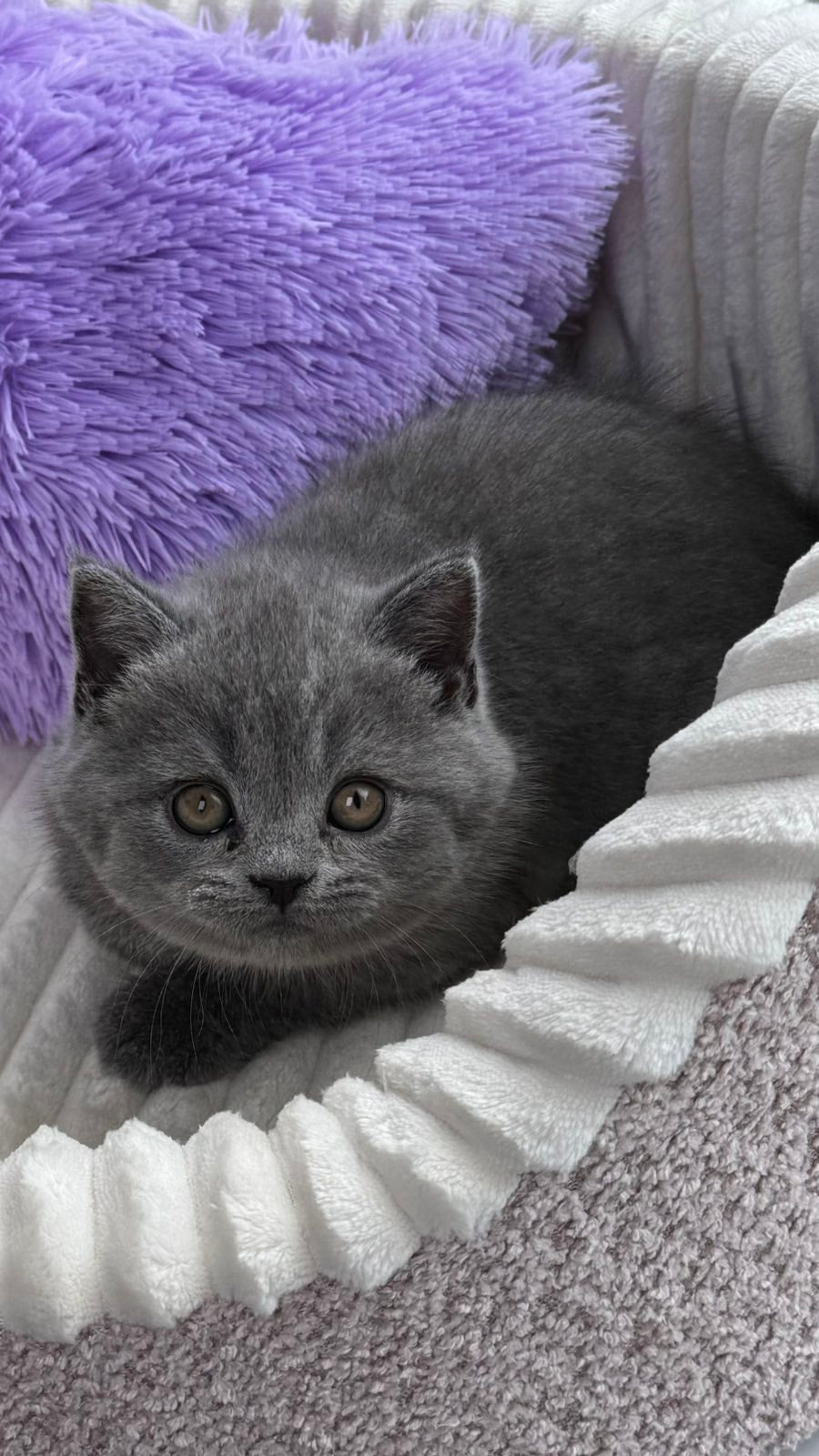Aster Scottish Straight female, blue