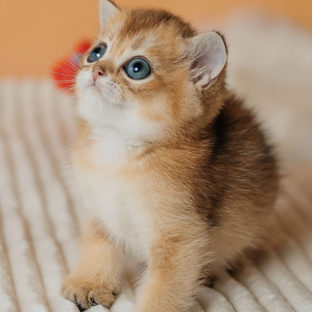 Happy Scottish Straight male, black golden ticked tabby