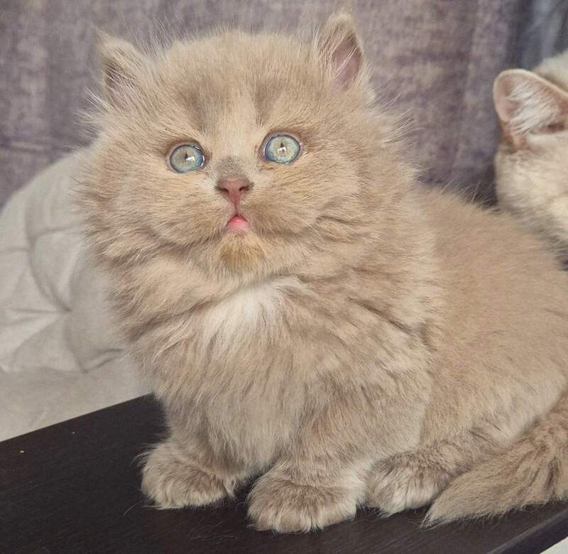 Jina British Longhair male, fawn