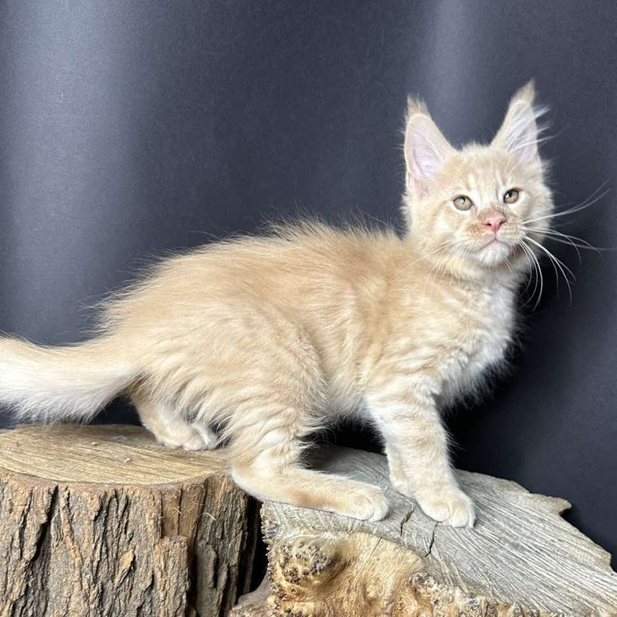 Pluto Maine Coon male, cream bicolour