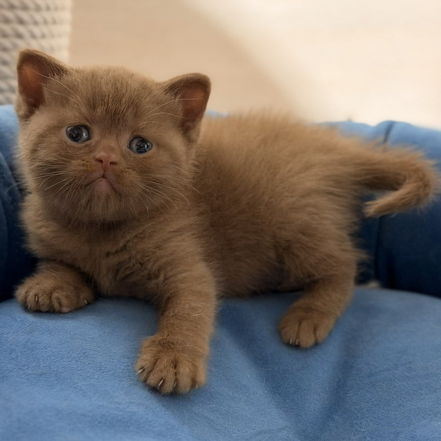 Shimal British Shorthair female, cinnamon