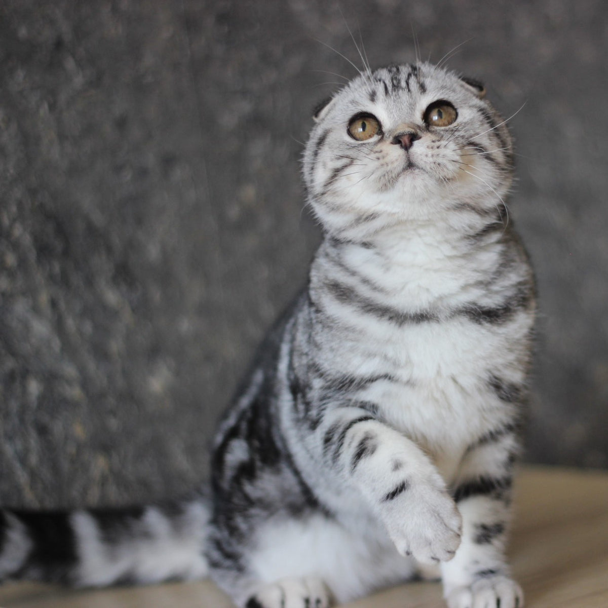 Jakline Scottish Fold female, black silver tabby