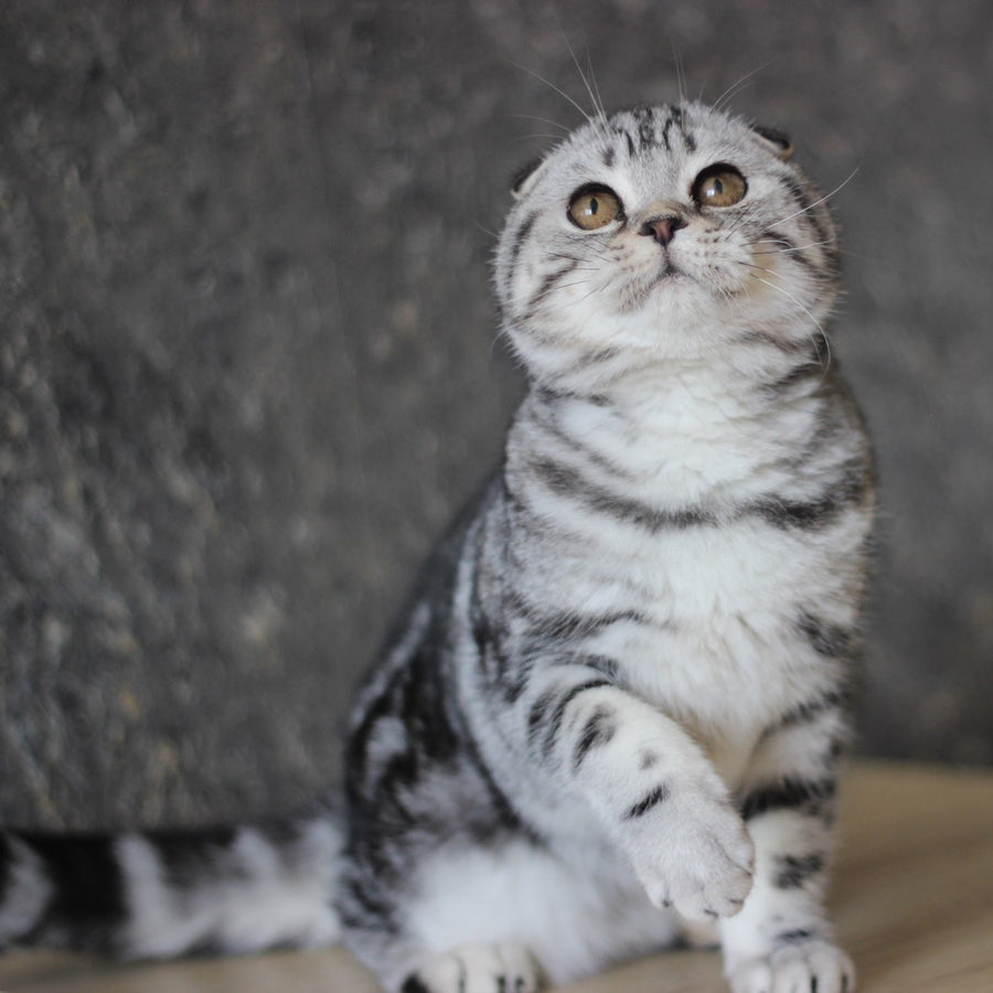 Jakline Scottish Fold female, black silver tabby