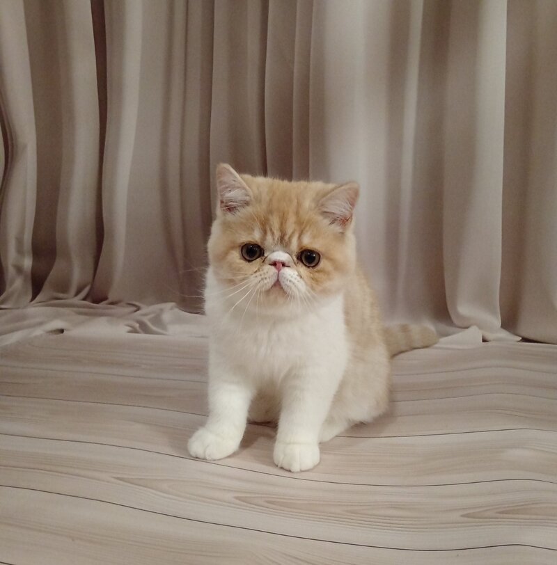 Iveriy Exotic male, red silver spotted tabby bicolour