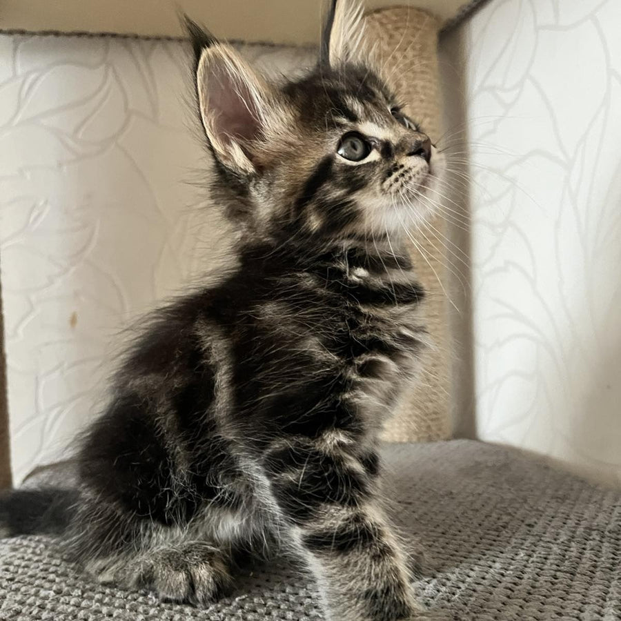 Indigo Maine Coon male, black tabby