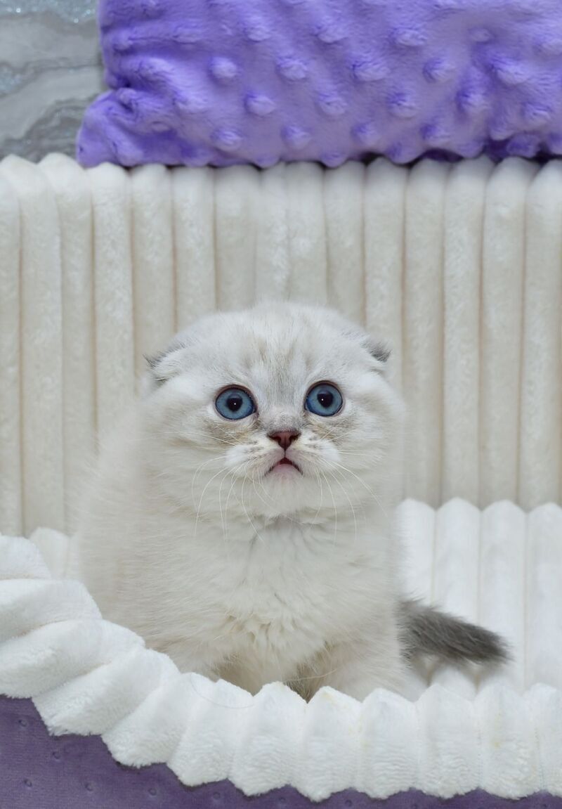 Jennifer Scottish Fold female blue tortie tabby pointed - live animals