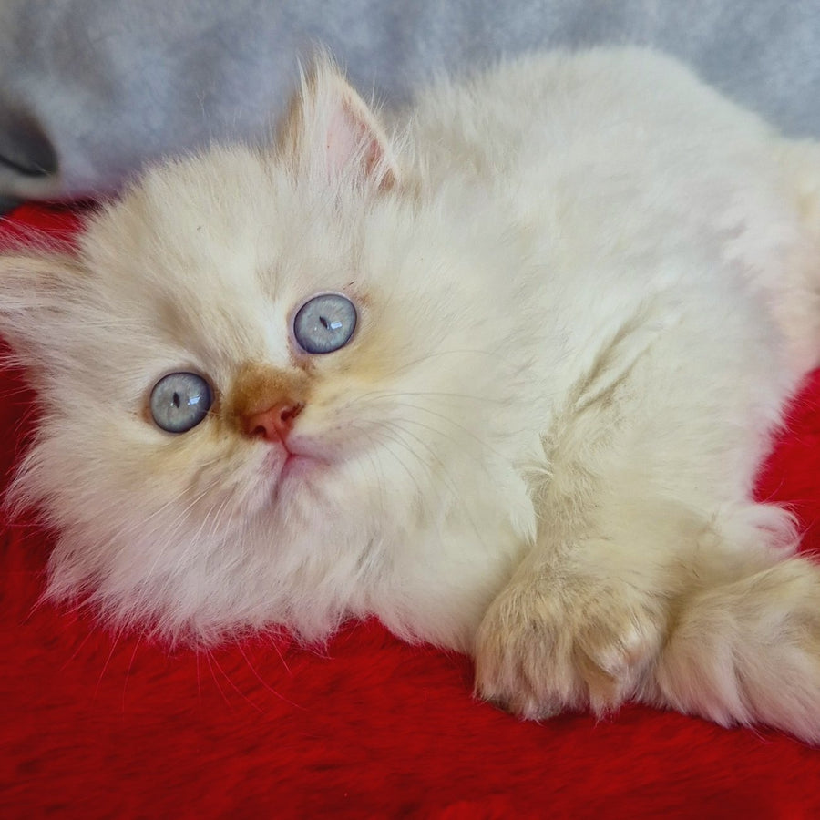 Diana British Longhair female, chocolate golden shaded pointed