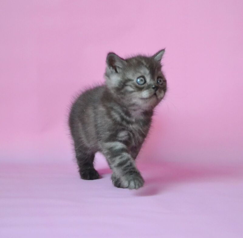 Marvel Scottish Straight male, black silver