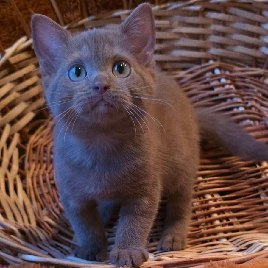 Bonny British Shorthair male, cinnamon