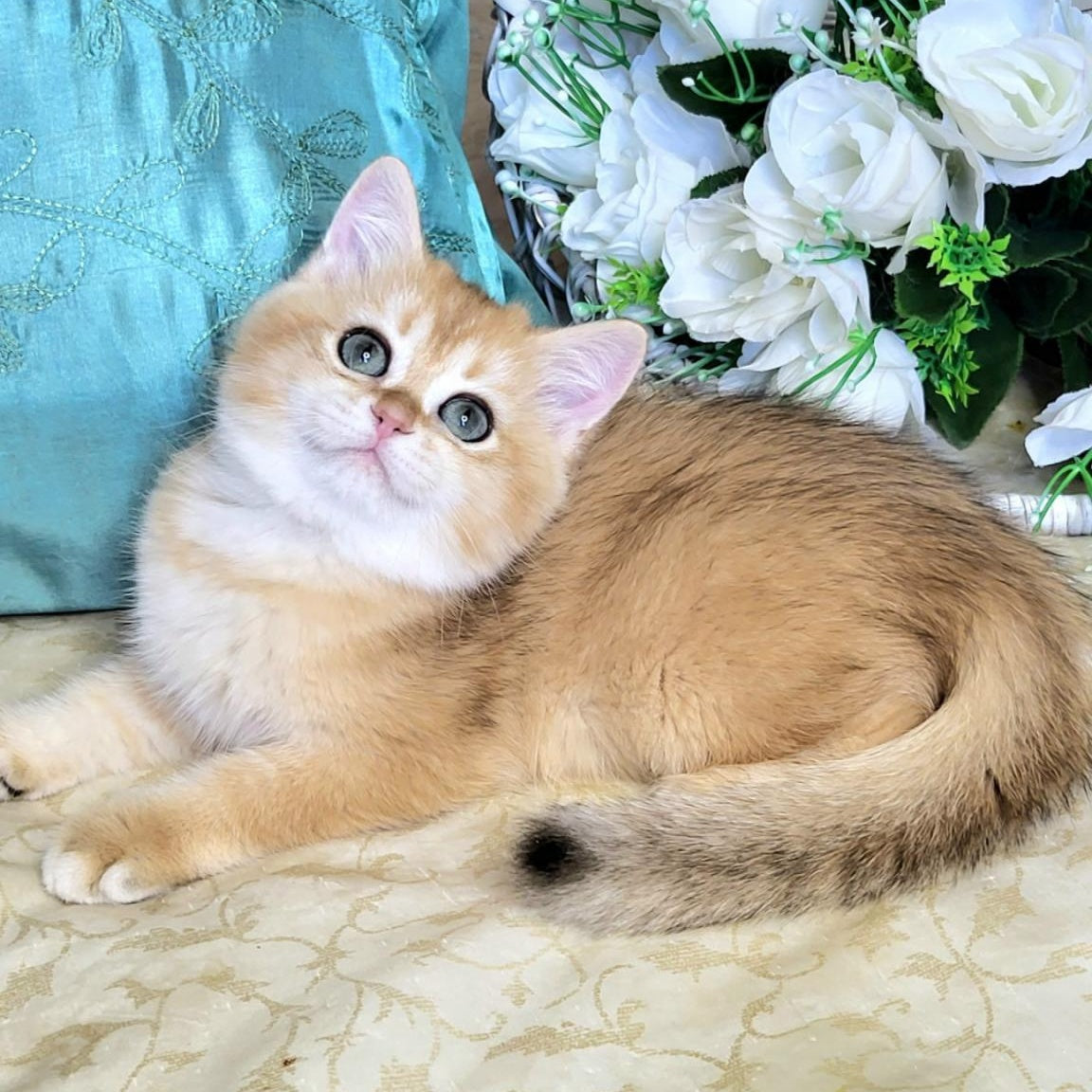 Zara British Shorthair female, black golden shaded
