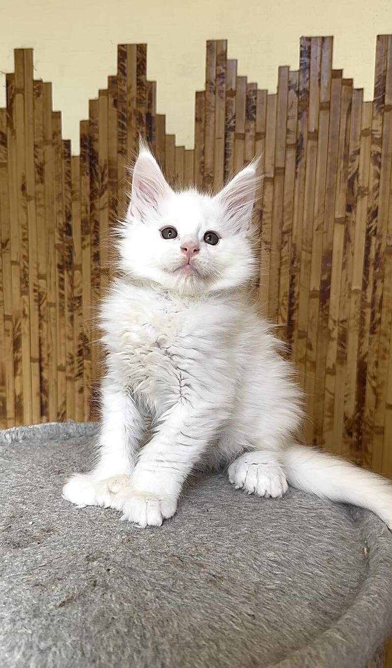 Sebastian Maine Coon polydactyl male, white