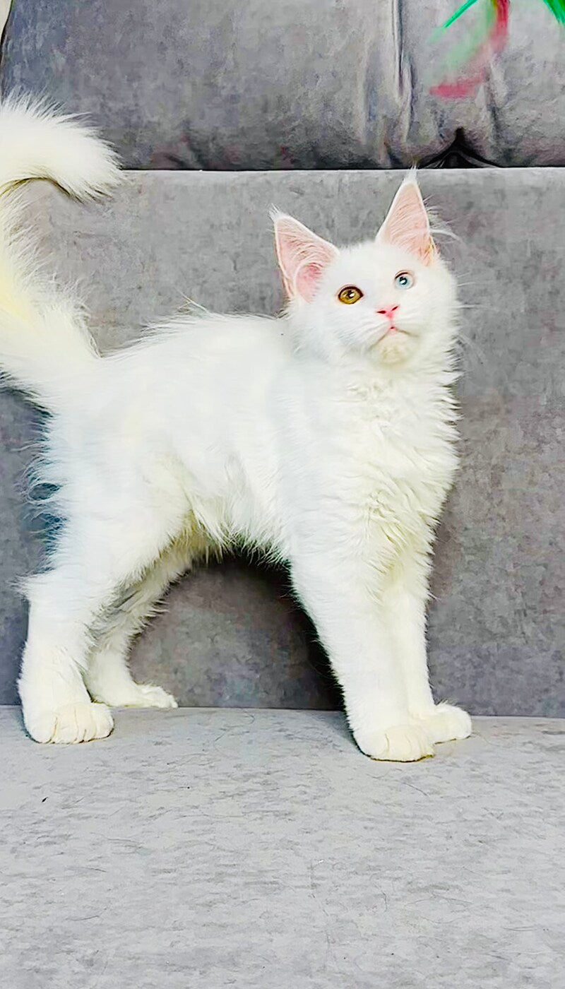 Pearla Maine Coon female, white