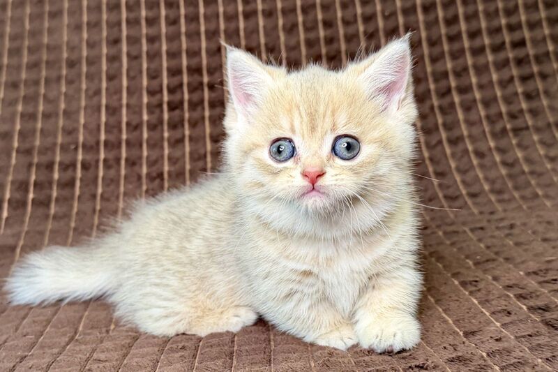 Marley Munchkin male, blue golden spotted tabby