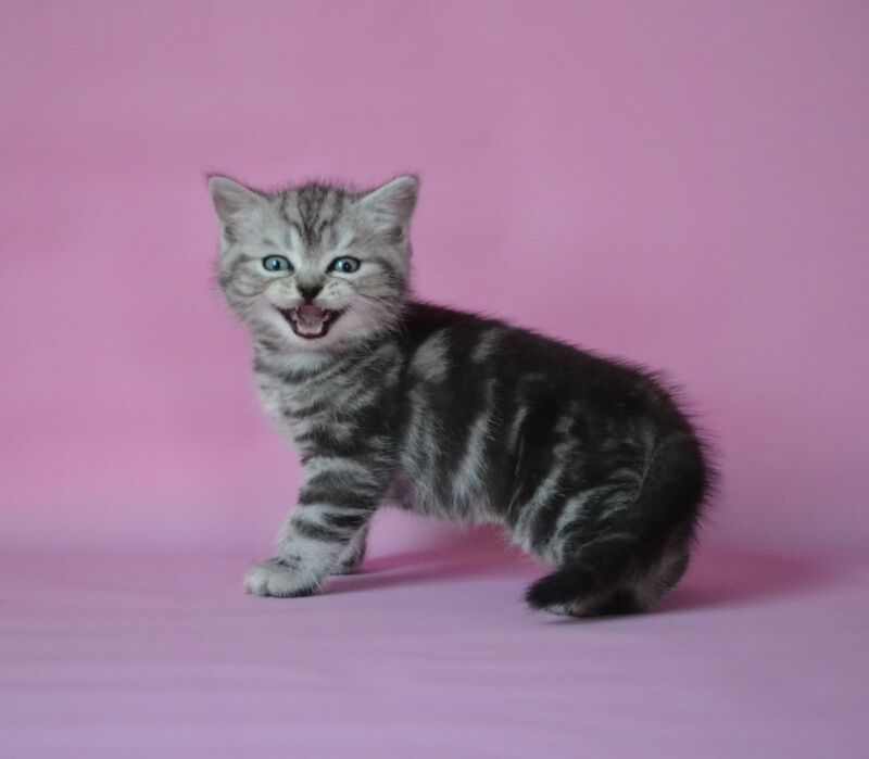 Mark Scottish Straight male, black silver tabby