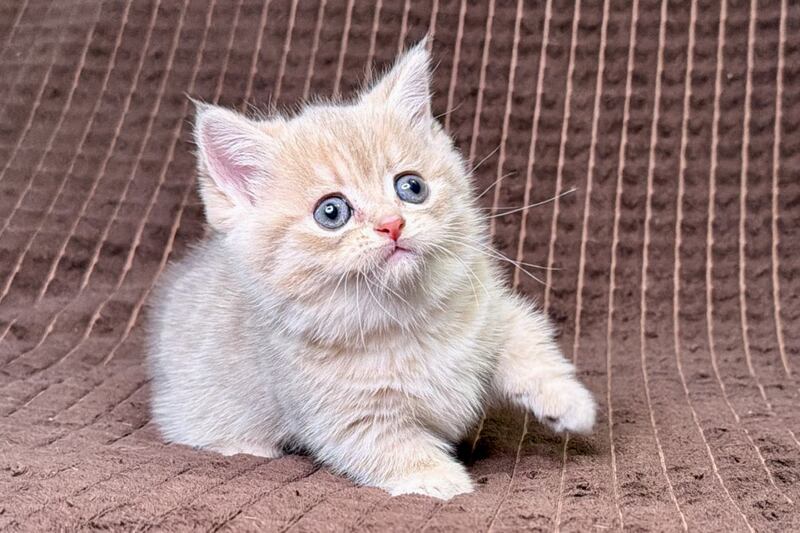 Marley Munchkin male, blue golden spotted tabby