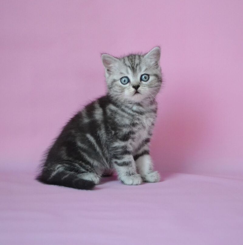 Mark Scottish Straight male, black silver tabby