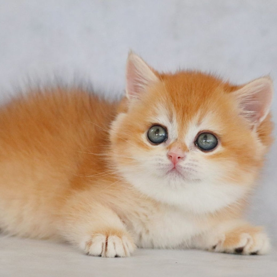 Zakhar British Shorthair male, black golden chinchilla