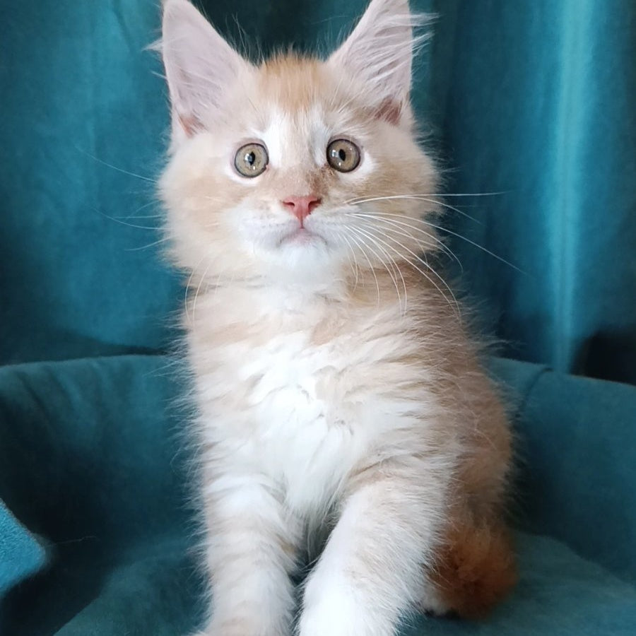 Quentin Maine Coon male, red silver