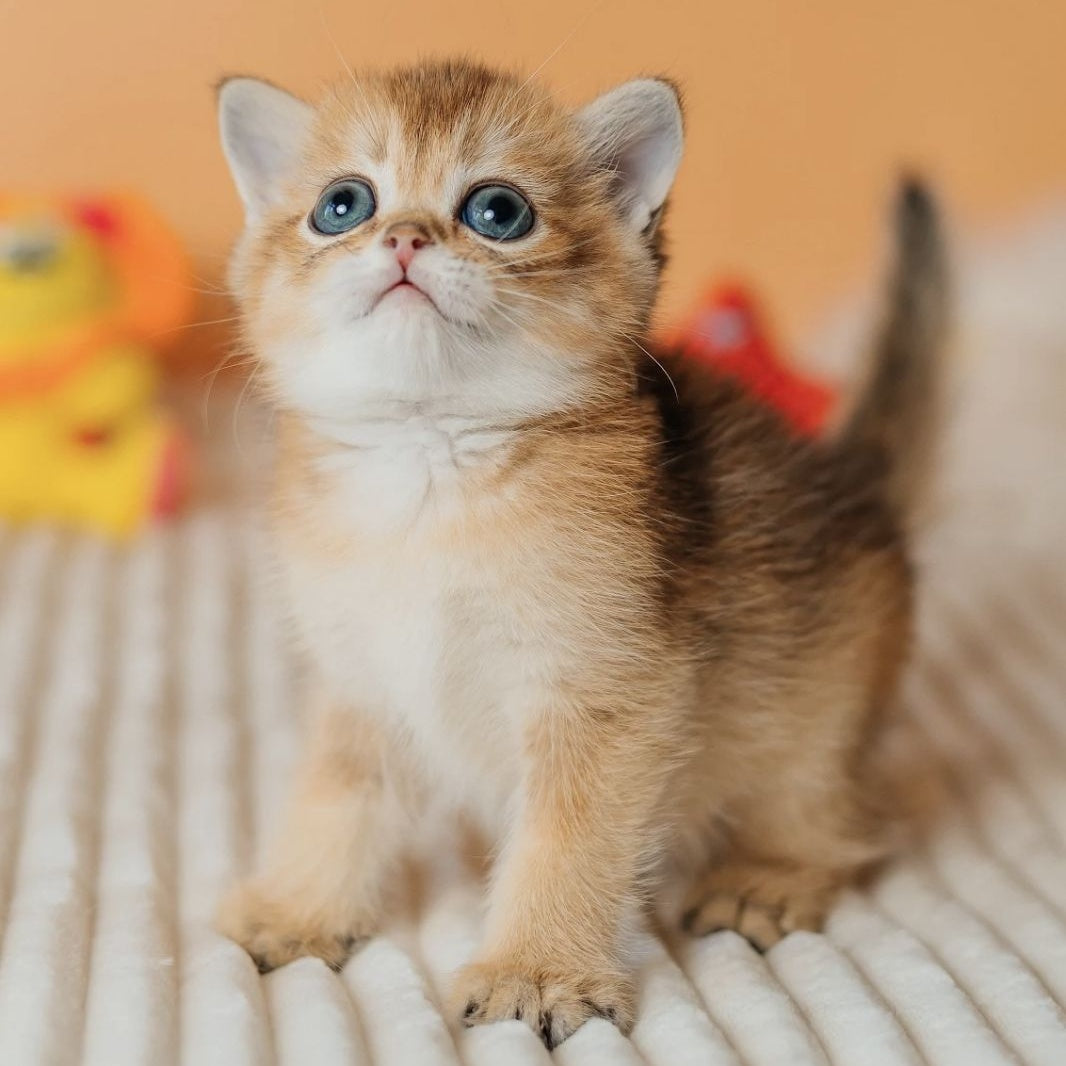 Happy Scottish Straight male, black golden ticked tabby