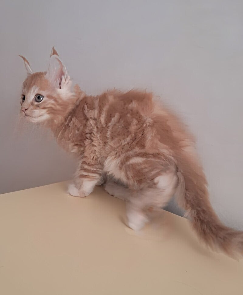 Charlie Maine Coon male, red silver tabby