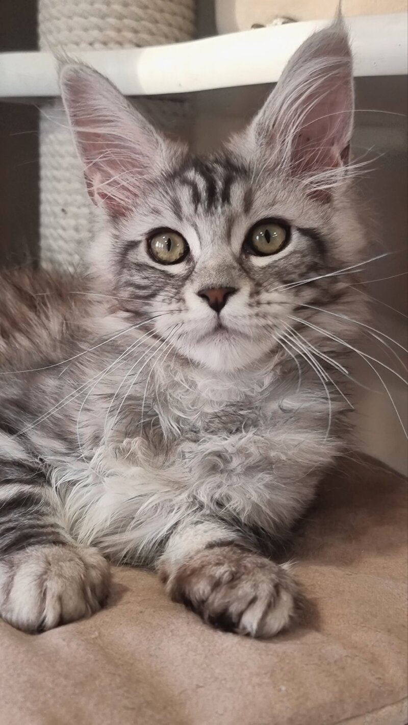 Clinta Maine Coon female black silver tabby - live animals