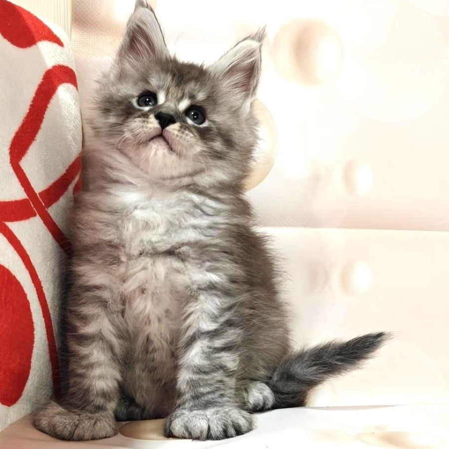 Alexander Maine Coon polydactyl 6x6x6x6 male, black silver ticked tabby