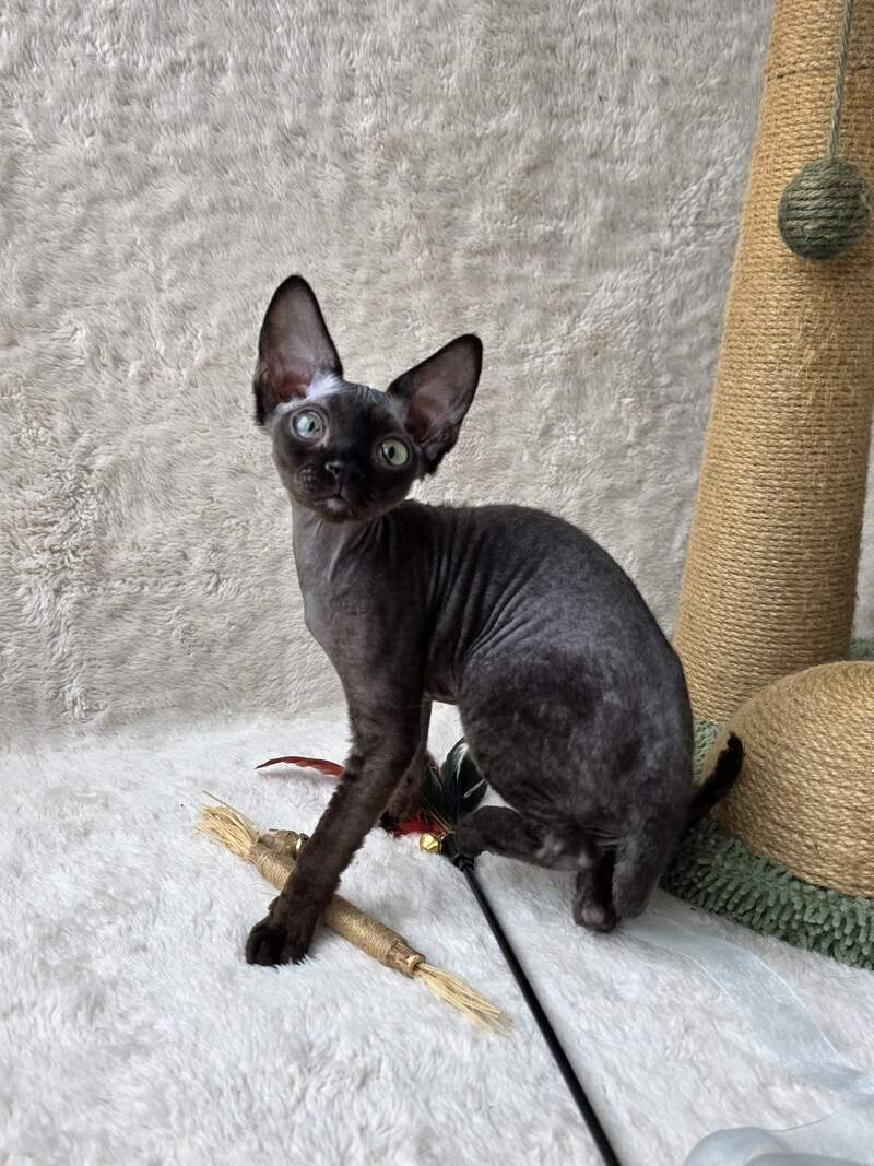 Carmensita Devon Rex female black - live animals