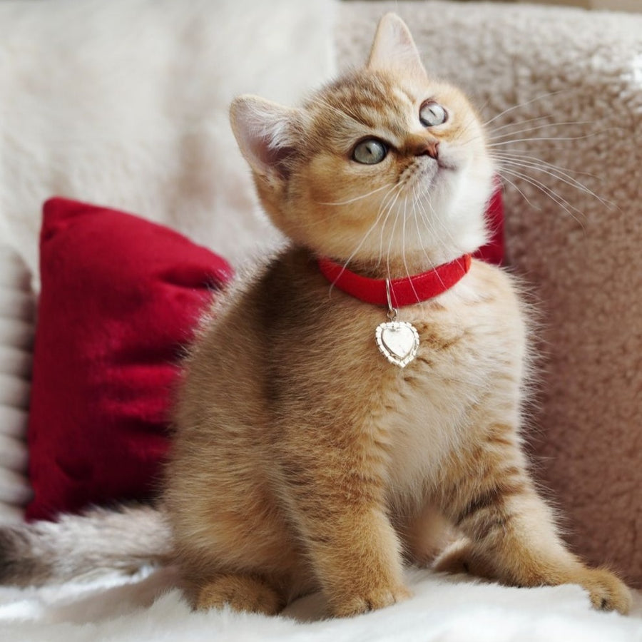 Valentine British Shorthair male, chocolate golden ticked tabby
