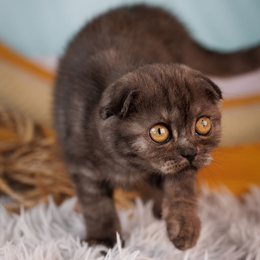 Yesenia Scottish Fold female, black silver