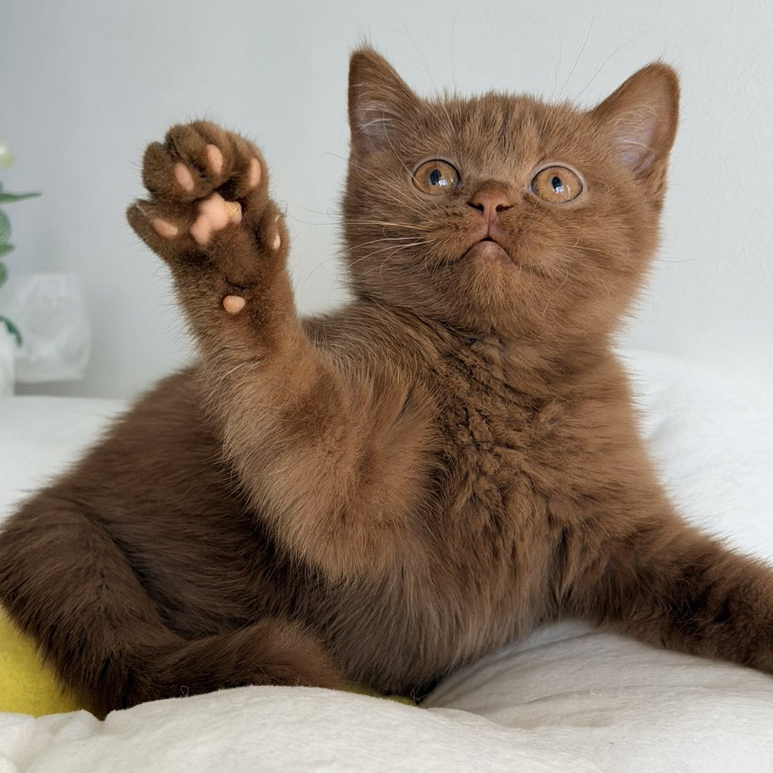 Sophie British Shorthair female, cinnamon