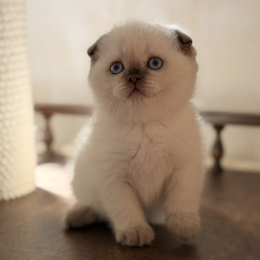 Tutsi Scottish Fold female, chocolate pointed