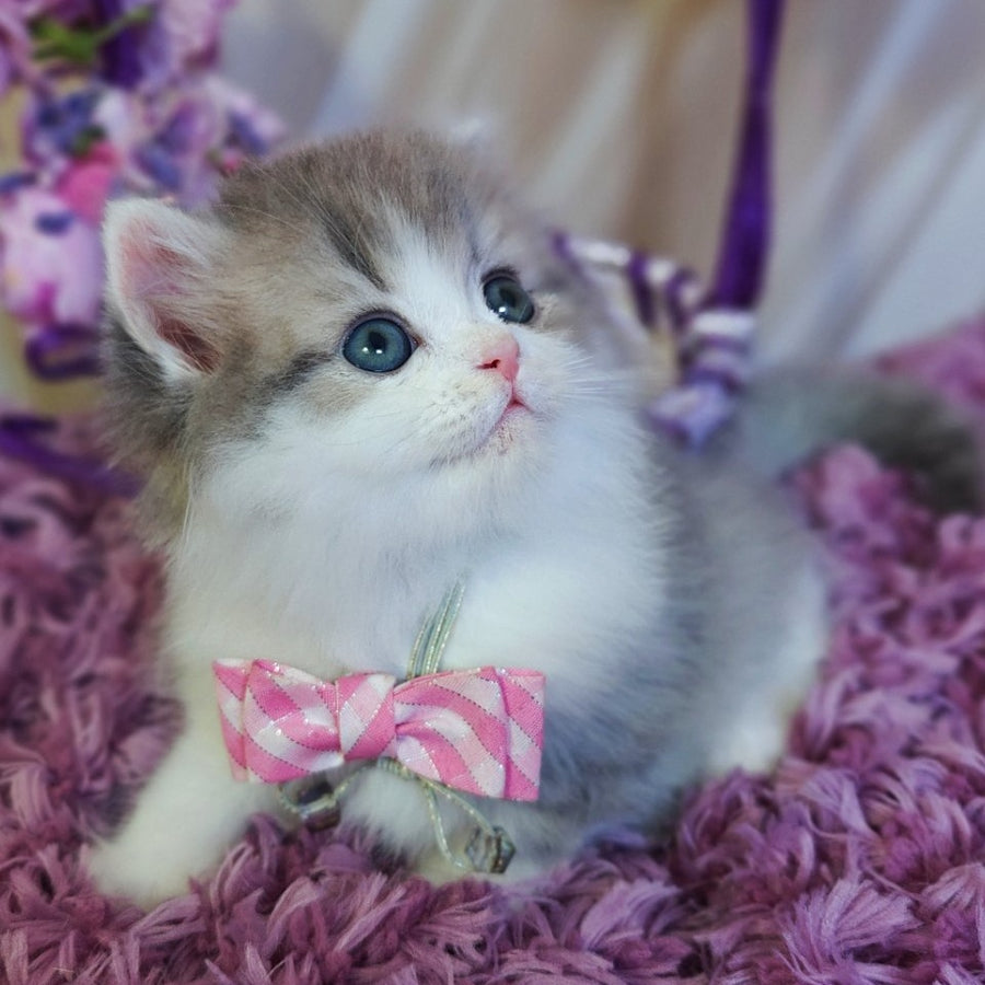 Watson British Longhair male, blue tabby bicolour