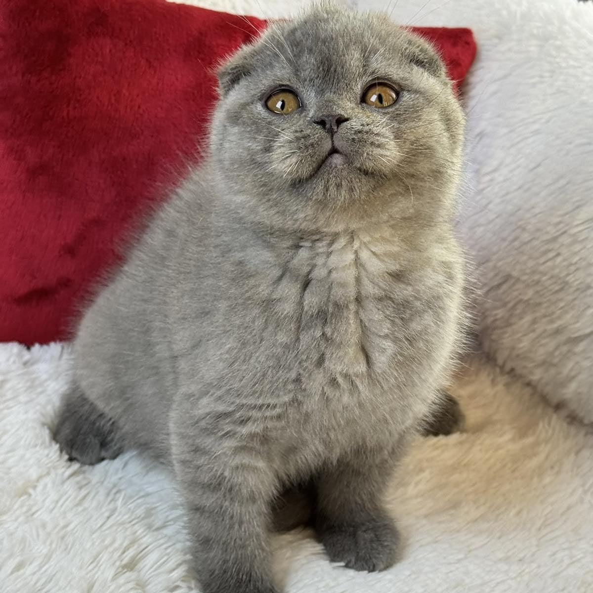 Xion Scottish Fold male, blue