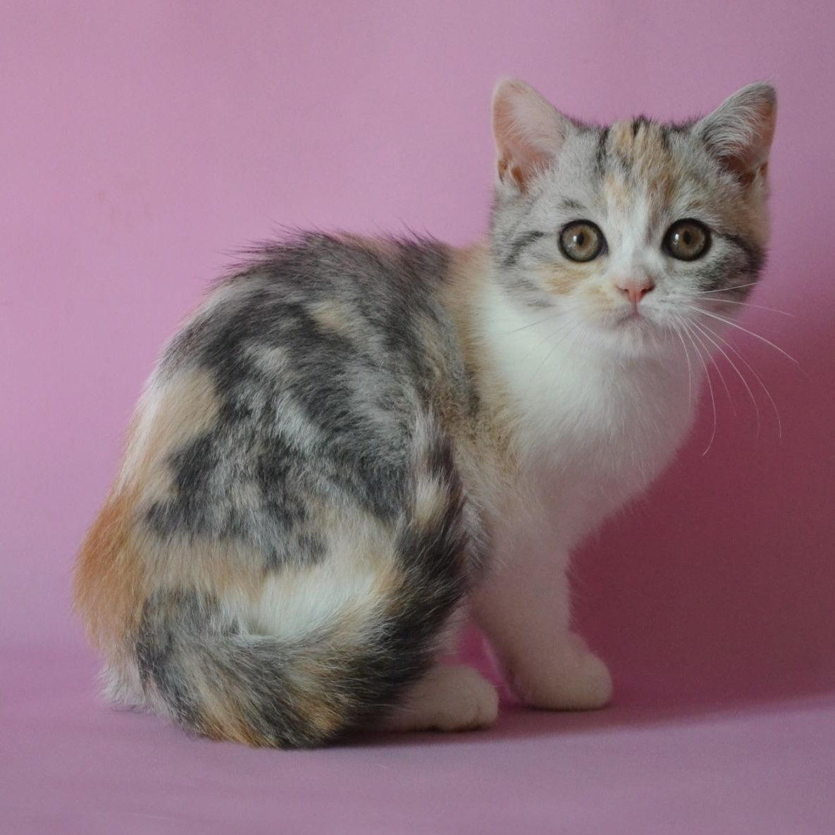 Samanta Scottish Straight female, black tortie silver tabby bicolour