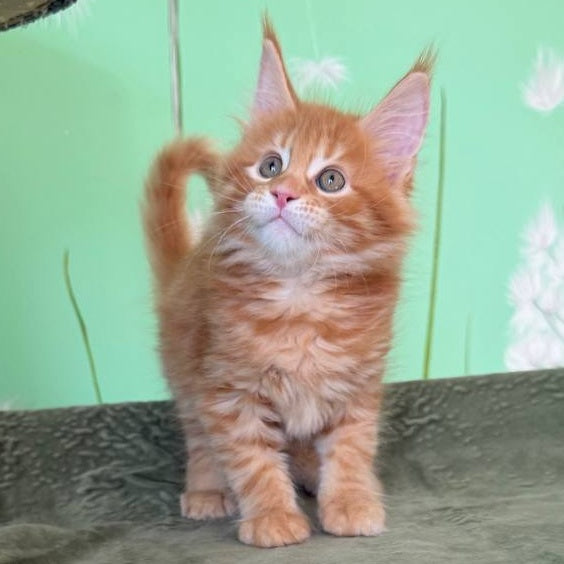 Alex Maine Coon male, red tabby