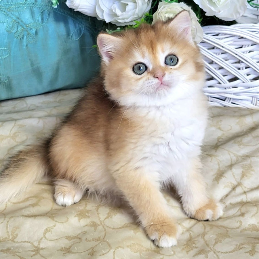 Zoya British Shorthair female, black golden shaded