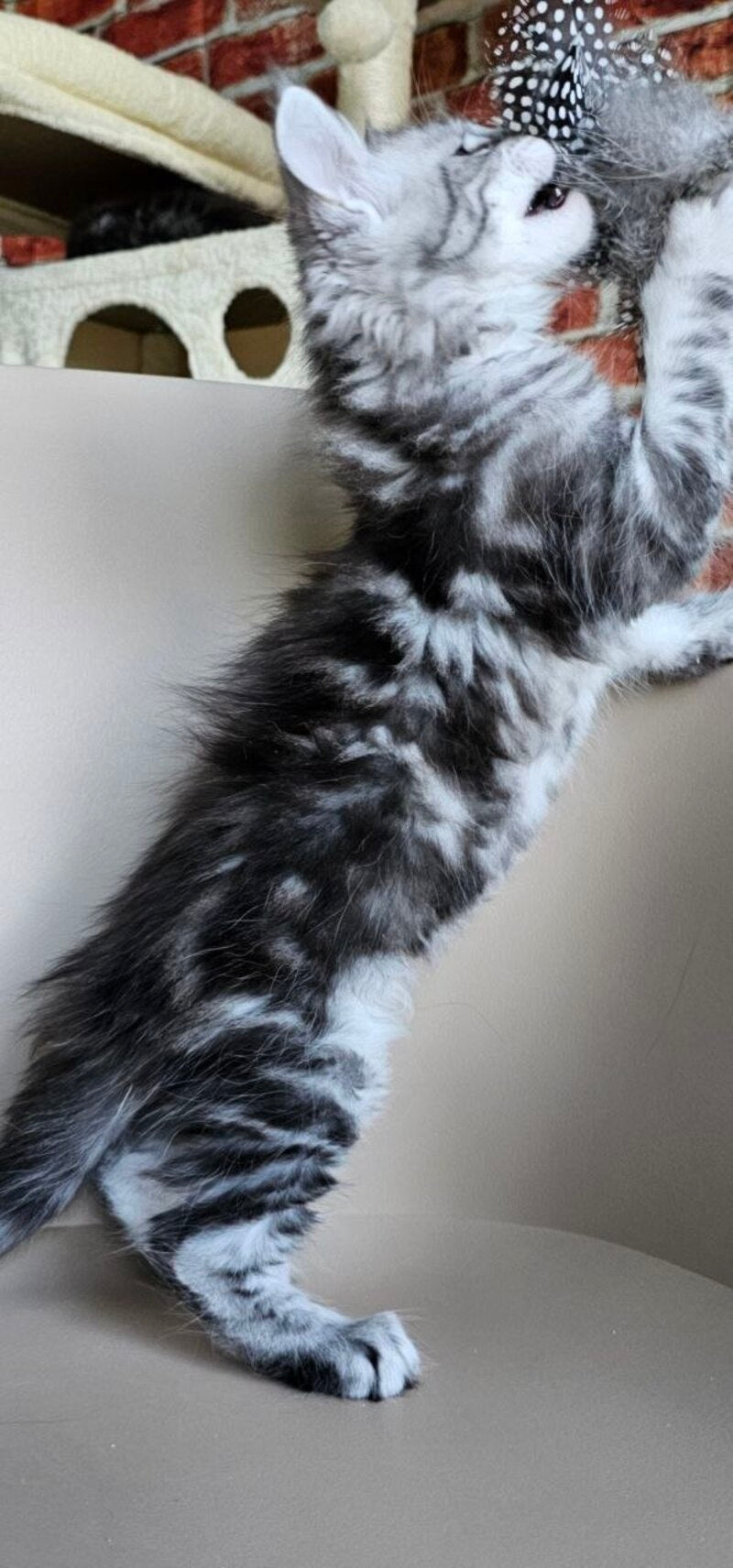 Elisaveta Maine Coon female, black silver tabby