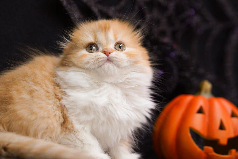 Jujube Scottish Fold female, red spotted tabby bicolour