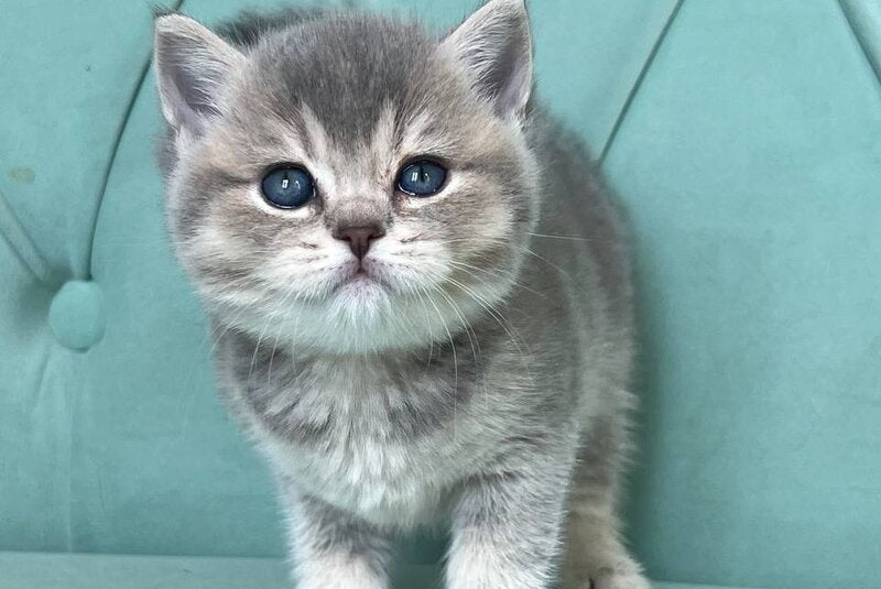 Dora Scottish Straight female, blue ticked tabby