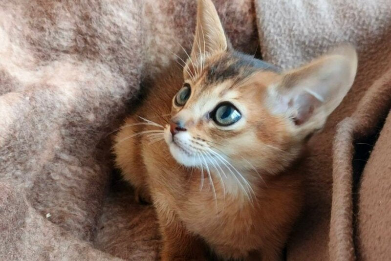 Franklin Abyssinian male, ruddy