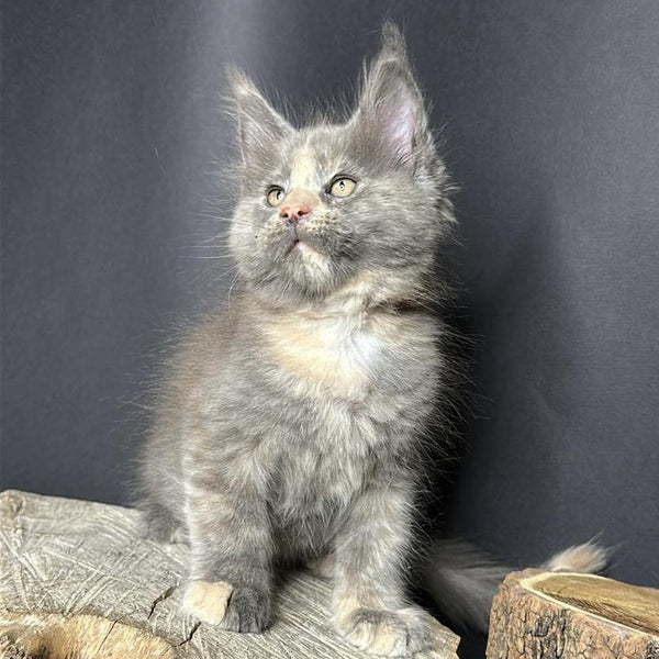 Petunia Maine Coon female, blue tortie with white