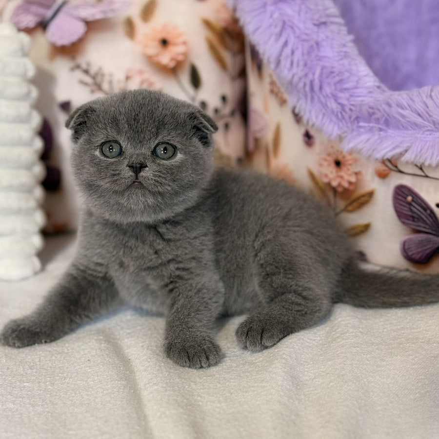 Polinochka Scottish Fold female, blue