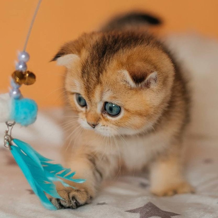 Gabby Scottish Fold female, black golden ticked tabby