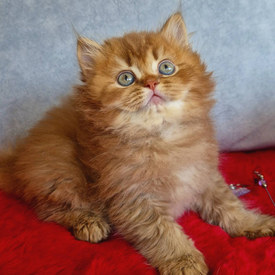 Dustin British Longhair male, chocolate golden ticked tabby