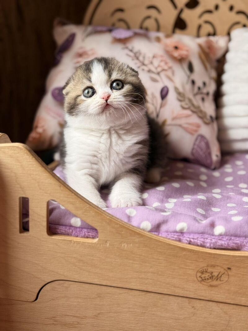 Fillip Scottish Fold male, black ticked tabby bicolour