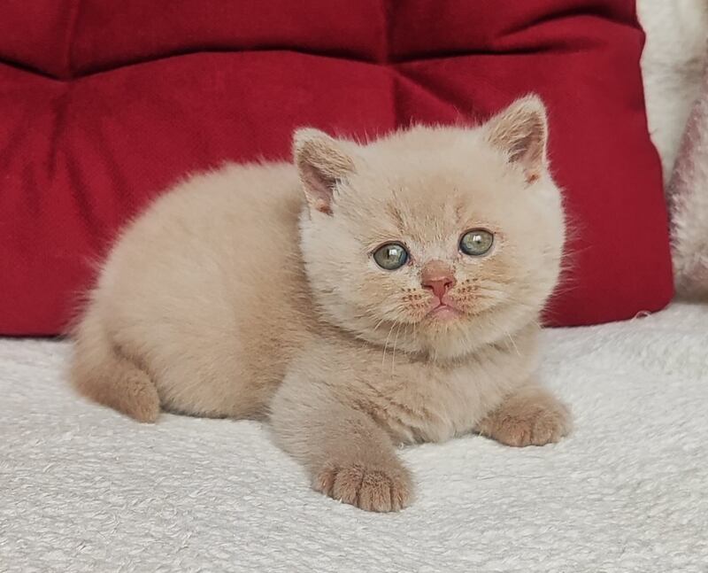 Usher British Shorthair male fawn - live animals