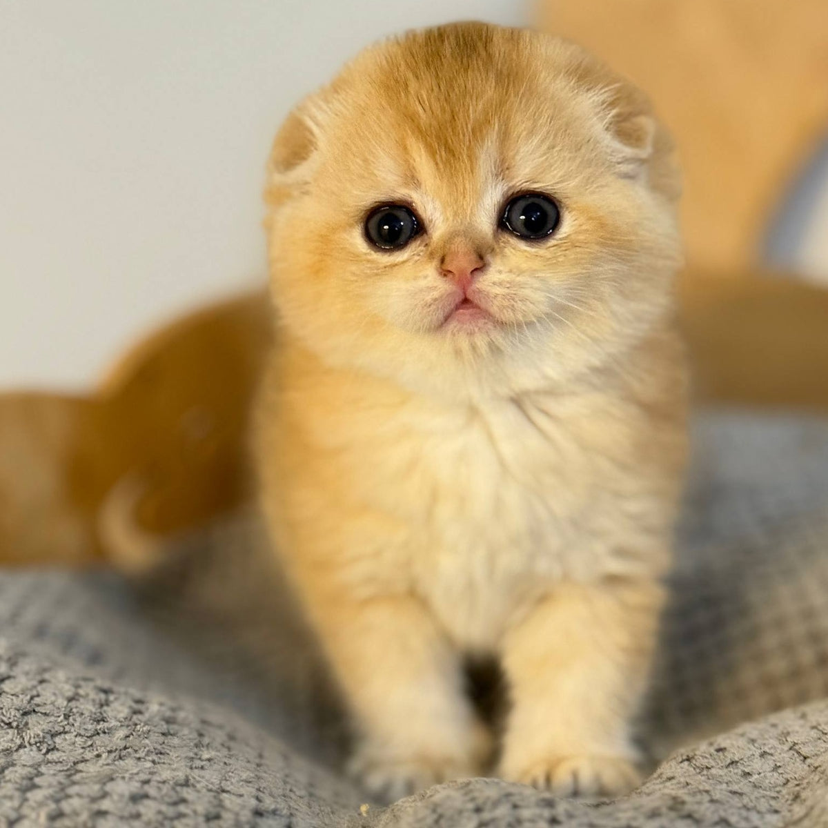 Nils Scottish Fold male, black golden chinchilla
