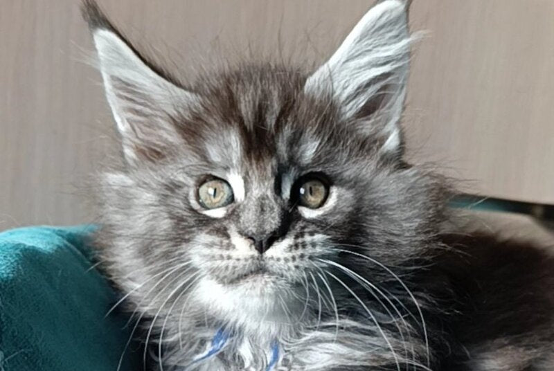 Nilson Maine Coon male black silver tabby live animals
