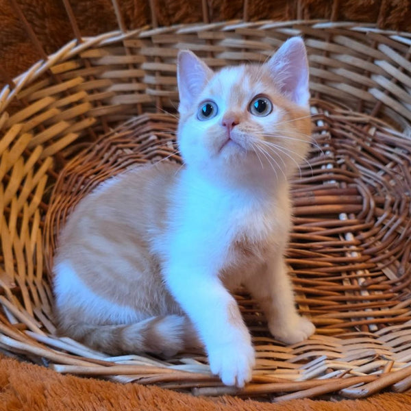 Barney British Shorthair male, red bicolour