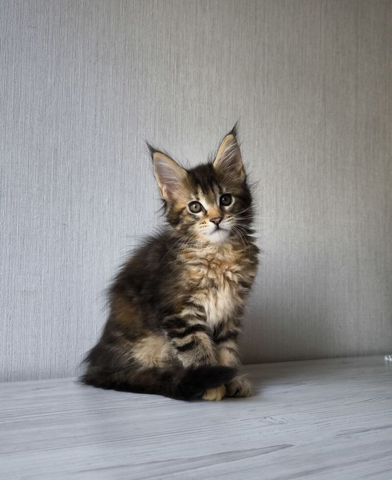 Daisy Maine Coon female, black tortie tabby